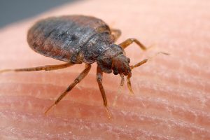 cimice dei letti