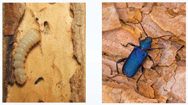 tarlo del legno disinfestazione