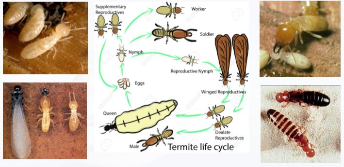 ciclo di vita delle termiti