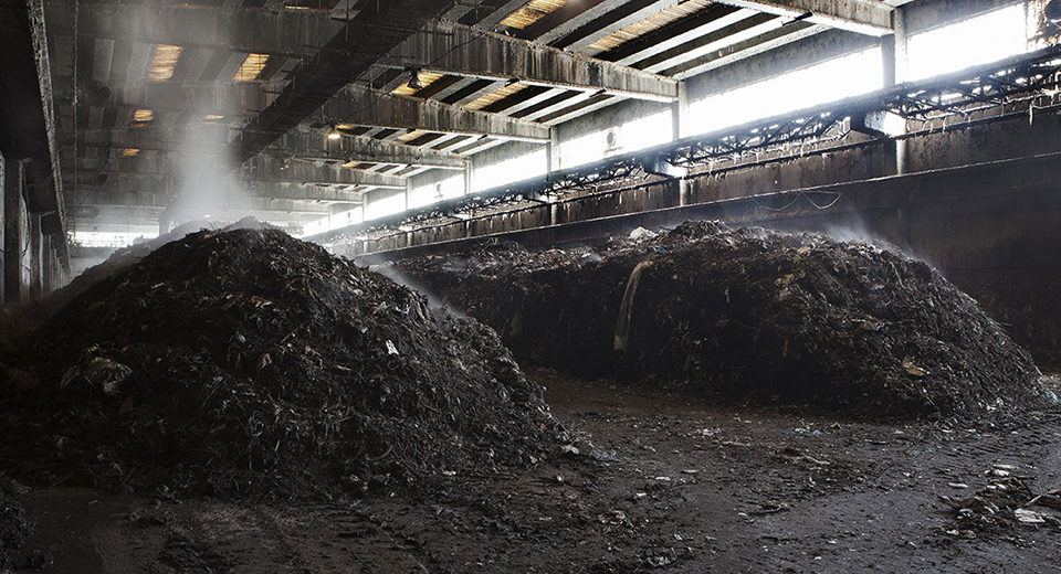 Lotta biologica per il controllo delle mosche