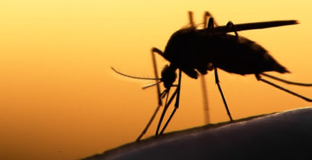 L'importanza sanitaria delle zanzare