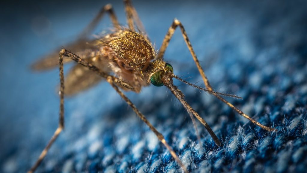 L'importanza sanitaria delle zanzare