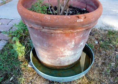 L'importanza sanitaria delle zanzare