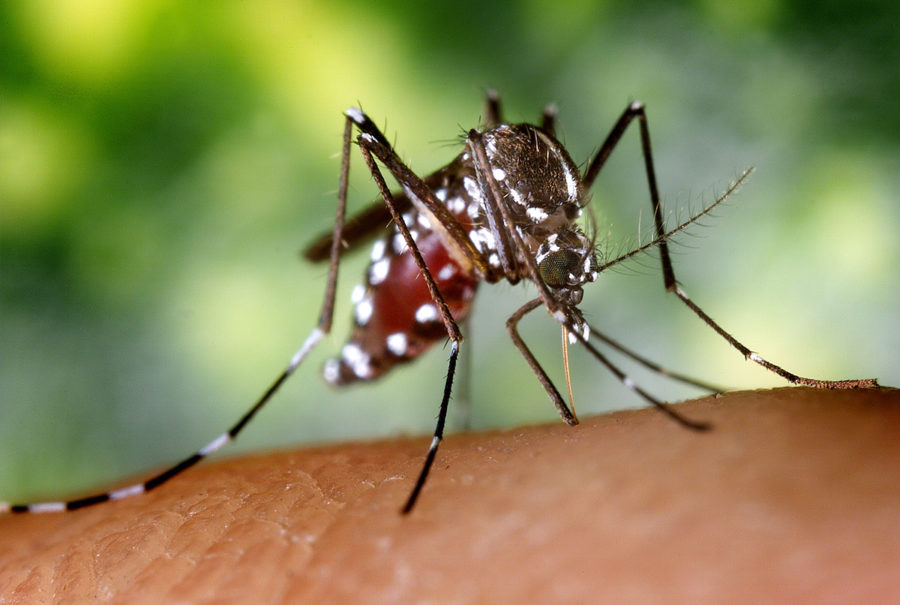 zanzara tigre L'importanza sanitaria delle zanzare