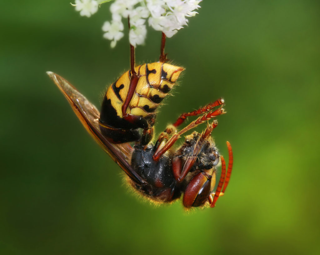 Il controllo degli imenotteri aculeati vespa crabro