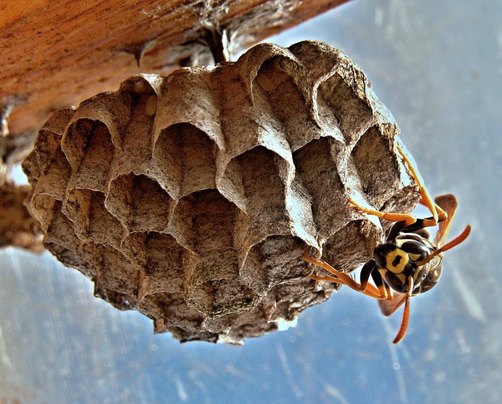 Il controllo degli imenotteri aculeati vespe
