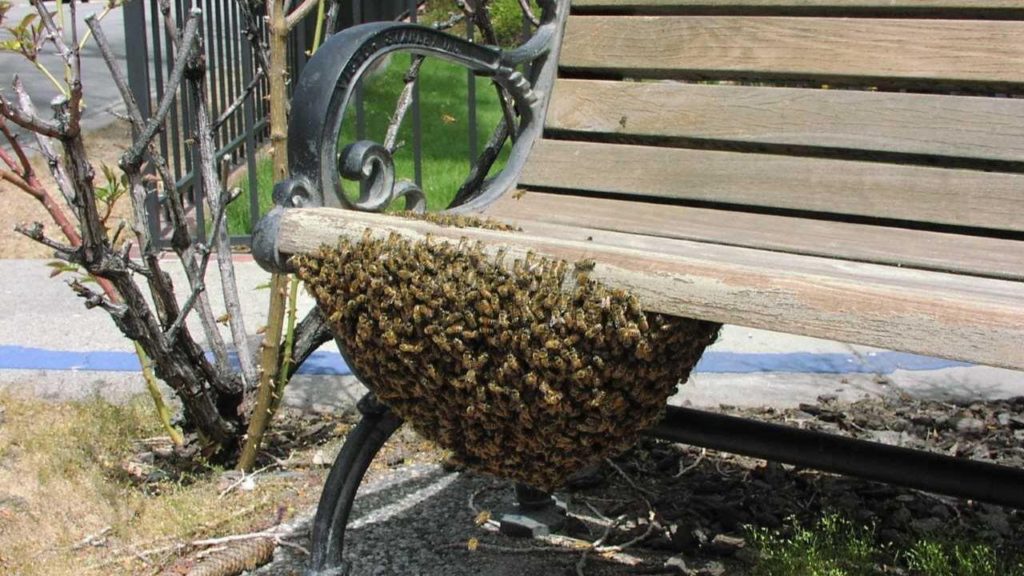 Il controllo degli imenotteri aculeati sciamatura api