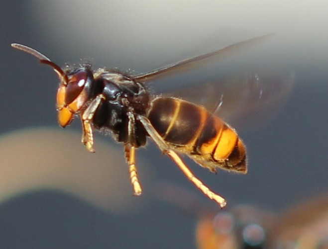 Il controllo degli imenotteri aculeati vespa velutina