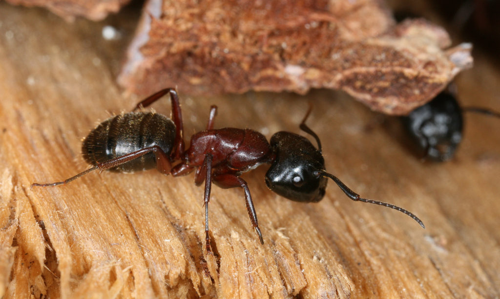 Il controllo delle formiche infestanti formica carpentiere