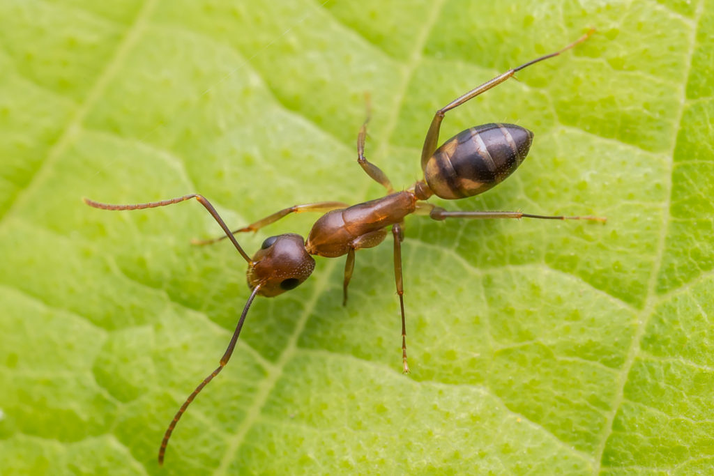 Il controllo delle formiche infestanti formica argentina