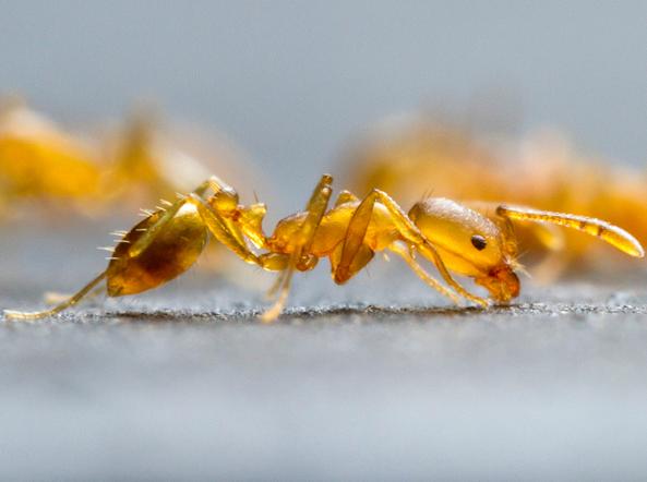 Il controllo delle formiche infestanti formica faraone
