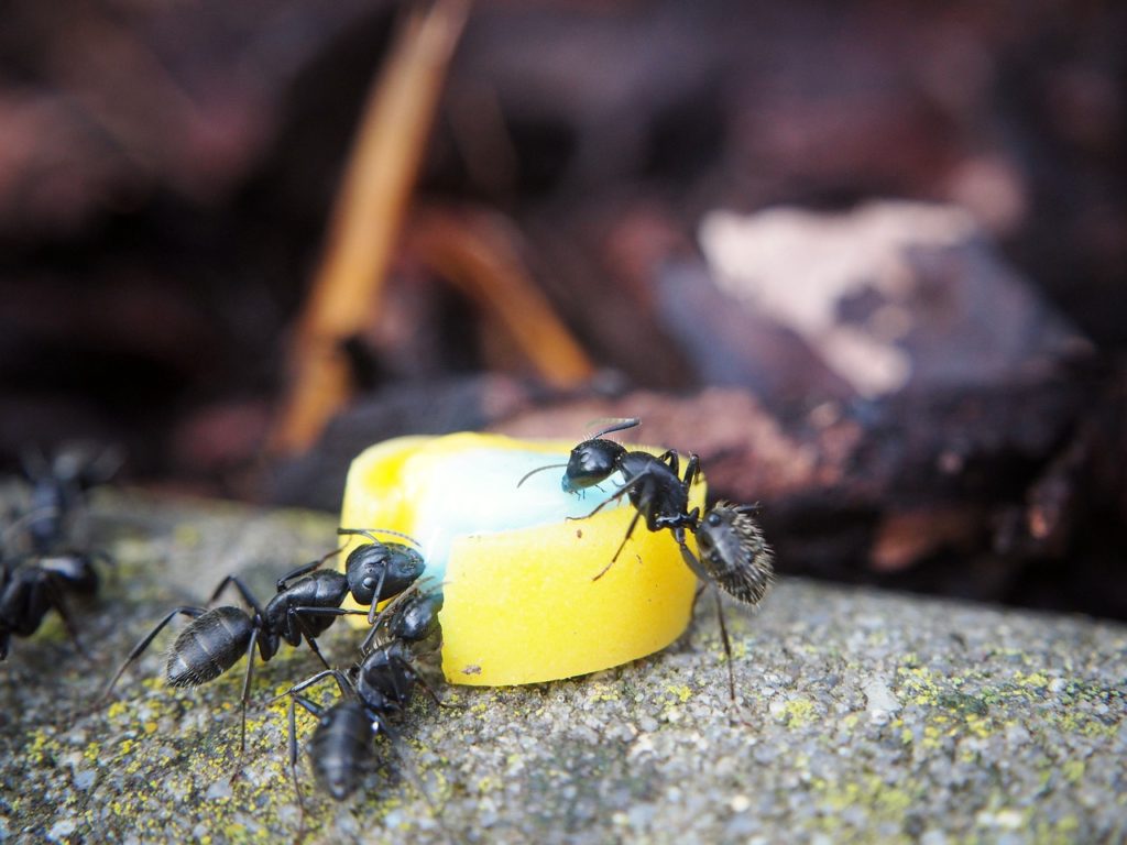 formica nera