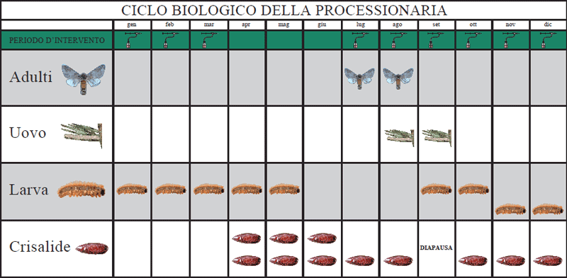 ciclo biologico Controllo della processionaria