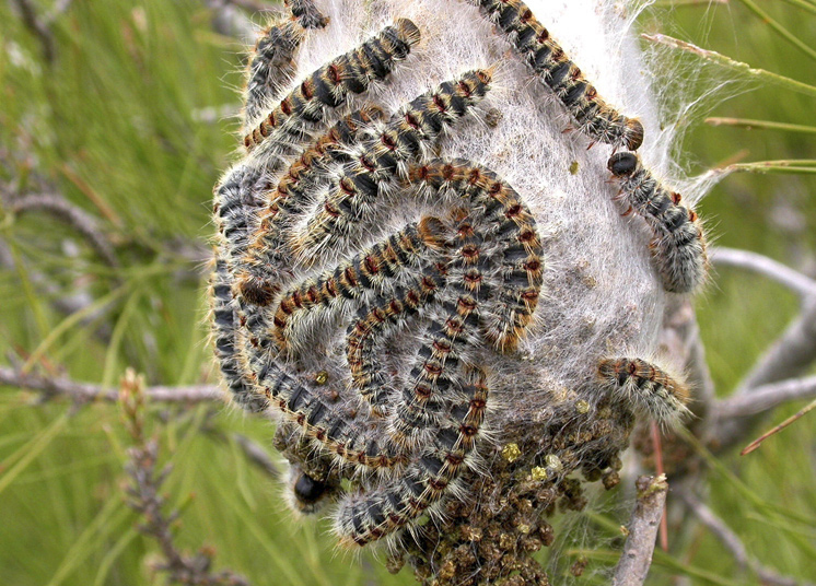 bruchi processionaria Controllo della processionaria