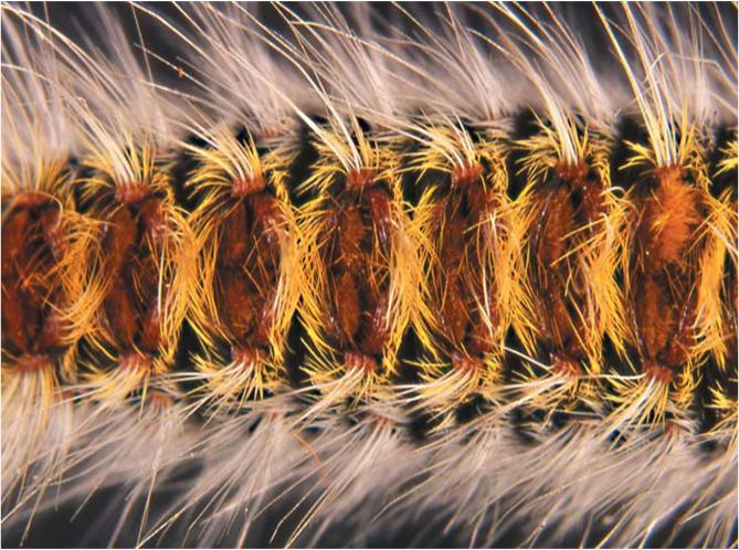 peli urticanti Controllo della processionaria