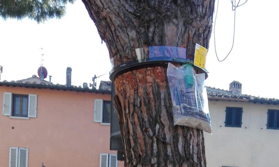 trappola sacchetto Controllo della processionaria