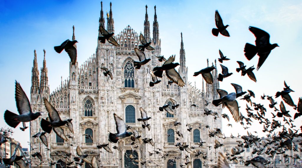 Milano piccioni Infestazioni da piccioni
