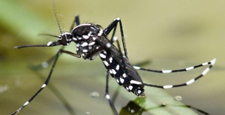 Come eliminare le zanzare - zanzara tigre